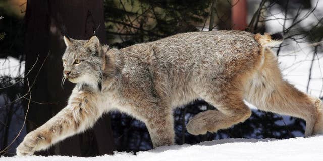 FILE - In this April 19, 2005 file photo, a Canada lynx heads into the Rio Grande National Forest after being released near Creede, Colo. Canada lynx gained federal protections in New Mexico on Thursday, Sept. 11, 2014, but U.S. wildlife officials again declined to designate critical habitat for the elusive wild cats in the Southern Rockies, parts of New England and other areas not considered essential to their survival. The two-part finding from the U.S. Fish and Wildlife Service means the forest-dwlling lynx will be protected as threatened throughout the lower 48 states. (AP Photo/David Zalubowski, File)