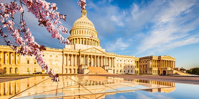 US Capitol over blue sky with blooming cherry on foreground