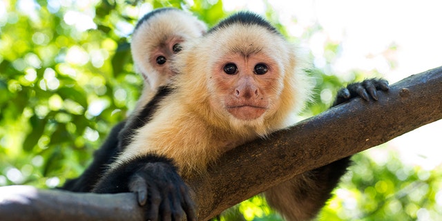A restaurant in Florida has stopped allowing a couple to bring their monkeys after one of them bit a child.