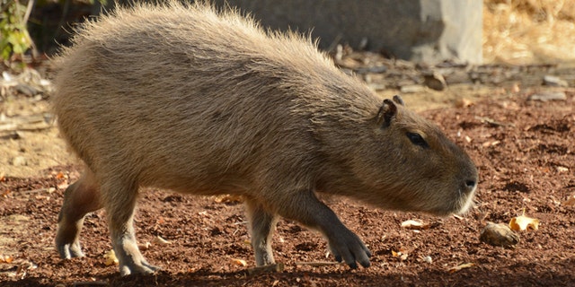 A Capybara is pictured at the Paris Zoological Park. AFP PHOTO / BERTRAND GUAY (Photo credit should read BERTRAND GUAY/AFP/Getty Images)