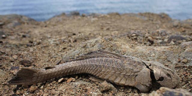 FILE - In this June 15, 2015, file photo, a fish carcass litters the banks of the unusually low Carraizo reservoir in Trujillo Alto, Puerto Rico. The Caribbean Institute for Meteorology and Hydrology issued a report this September, stating that many islands in the eastern region remain in drought. Officials also warn that the current wet season will likely end before the traditional Nov. 30 date. The most severe drought to hit the Caribbean in recent years is expected to worsen. (AP Photo/Ricardo Arduengo, File)