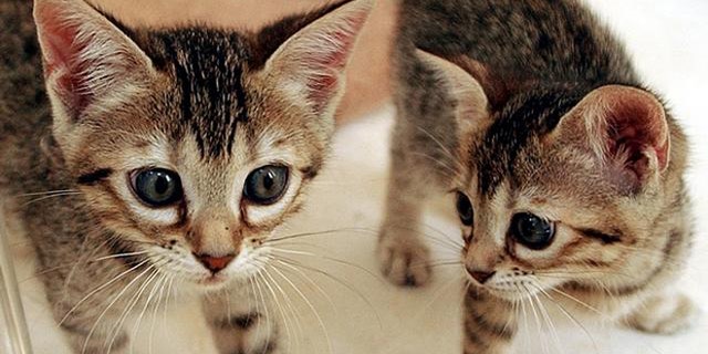 Baba Ganoush, left, plays with her cloned sibling Tabouli Thursday, Aug. 5, 2004, in San Francisco. The cloned kittens are the first two cats cloned by chromatin transfer, a new cloning technology developed by Genetic Savings & Clone, a pet gene banking and cloning company, who produced the kittens as a precursor to production of the first batch of cat clones for the public. It will cost $50,000 to have your cat cloned. (AP Photo/Ben Margot)