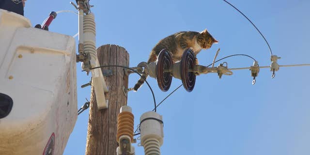 In this photo taken on Monday, March 17, 2014, Mary Lu Ward, left, of the Las Cruces Animal Control, calls to Athena as she was lifted in a utility bucket by El Paso Electric in Las Cruces, N.M. Ward successfully rescued the cat, who had been stuck on top of the electrical pole for three days after possibly being chased by Coyotes. (AP Photo/The Las Cruces Sun-News, Carlos Javier Sanchez)