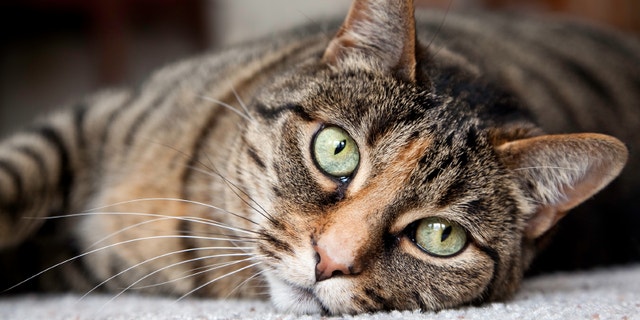 Cats may be the key to developing a successful HIV vaccine for humans ...