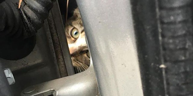 The kitten was unharmed, officials said.