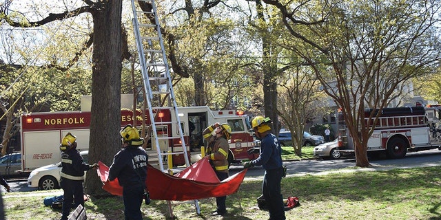 The unidentified man, who may have been a friend of the pet owner, climbed the tree at around 9:30 a.m. but became trapped after he climbed up past his ladder, about 30 feet up.