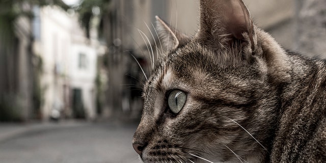 Domestic cats may be banned in one New Zealand town.