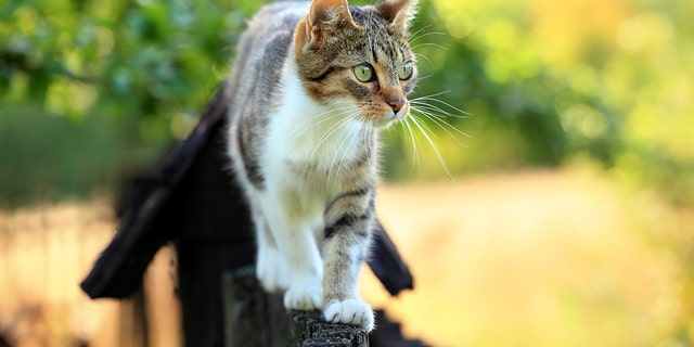 A cat is being blamed for knocking out power to thousands of customers in New Orleans, Louisiana, on Sept. 17.