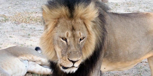 In this image taken from a November 2012 video made available by Paula French, a well-known, protected lion named Cecil strolls around in Hwange National Park, in Hwange, Zimbabwe.