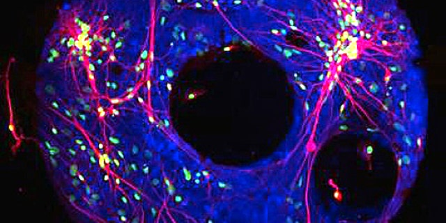 A fluorescent image of the cellular doughnut reveals the connections (red) between individual neurons (blue).