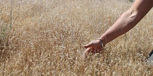 In this June 20, 2012 file photo provided by the U.S. Bureau of Land Management, one of BLM's botanists points out the growing pattern of invasive cheatgrass in southwest Idaho.