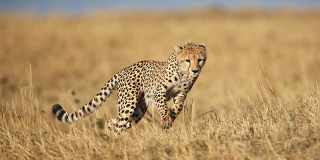 A wild Cheetah running across the savannah grassland of the Masai Mara, Kwenya