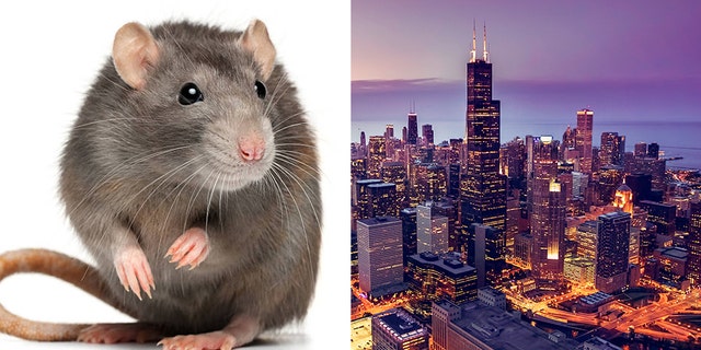 Chicago logged over 50,000 rat-related complaints last year, according to data reviewed by Renthop.