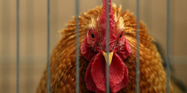 SHEPTON MALLET, ENGLAND - MAY 29: A chicken at the Royal Bath and West Show entered for competition is seen on the opening day of the show on May 29, 2013 near Shepton Mallet, England. The 150th Royal Bath and West Show which features livestock, agricultural machinery, trade-stands and locally produced food and drink, was first held in 1852 and is one of the oldest surviving agricultural shows in England. (Photo by Matt Cardy/Getty Images)