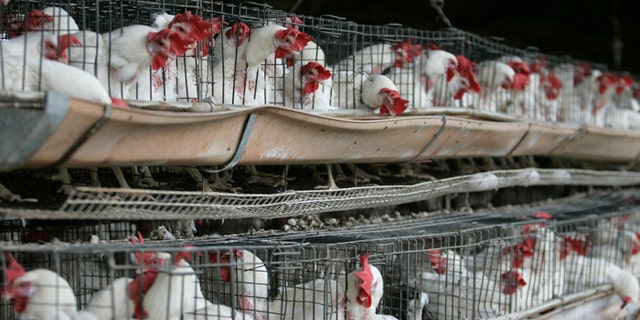 Chickens sit in their enclosures at a poultry farm in Tepatitlan, in Jalisco state, July 4, 2012. An outbreak of avian flu in western Mexico has killed at least 870,000 poultry birds since its detection last month but poses no threat to humans, the agriculture ministry said on Monday. The H7N3 flu was detected in two municipalities in the state of Jalisco, Mexico's largest chicken farming region, and authorities have been working quickly to contain the outbreak, a statement from the ministry said. REUTERS/Alejandro Acosta (MEXICO - Tags: HEALTH ANIMALS) - RTR34LUP