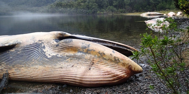 A sei whale beached on the southern coast of Gulf of Penas, Chile, earlier this year.