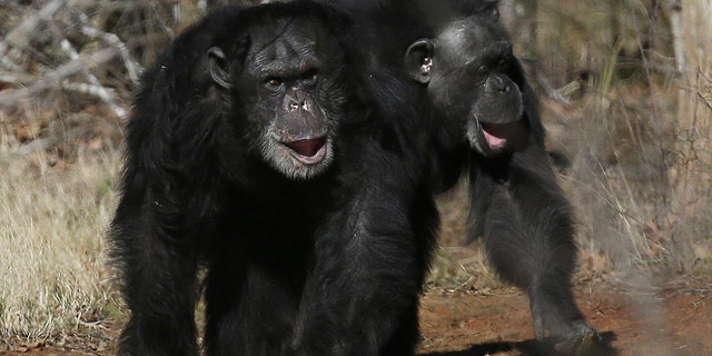 This photo shows two chimps walking together at Chimp Haven in Keithville, La. The government is about to retire most of the chimpanzees who've spent their lives in U.S. research labs.