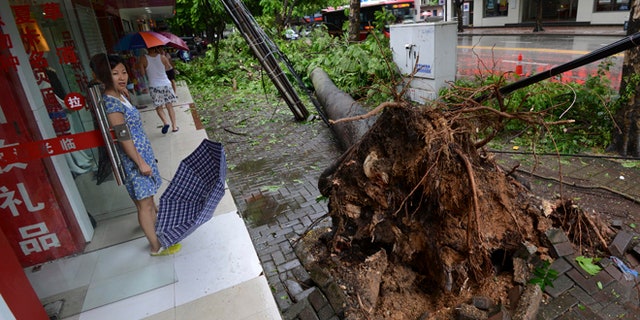 July 19, 2014: In this photo, a woman looks at a tree uprooted by Typhoon Rammasun in Nanning in south China's Guangxi Zhuang Autonomous Region. (AP)