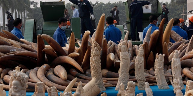 Jan. 6, 2014 - Workers destroy illegal ivory in Dongguan, southern Guangdong province, China. China destroyed about 6 tons of illegal ivory from its stockpile in an unprecedented move wildlife groups say shows growing concern about the black market trade by authorities in the world's biggest market for elephant tusks.