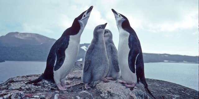 Volcanic ash threatens an enormous colony of chinstrap penguins