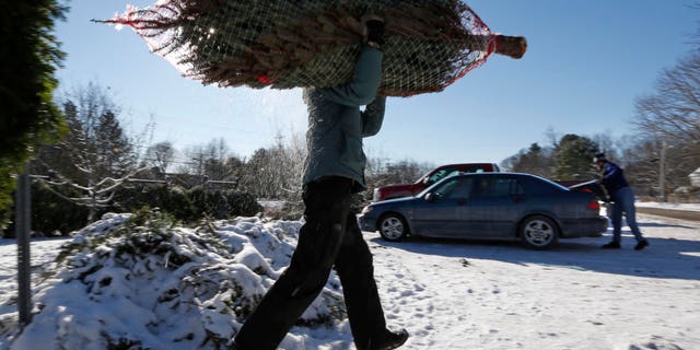 In this Dec. 12, 2013 photo, a Christmas tree seller carries a tree to a customer's car in Freeport, Maine. Growers say the late Thanksgiving shortened the holiday season by a week and that means they're getting a deluge of demand in a short period of time. (AP Photo/Robert F. Bukaty)
