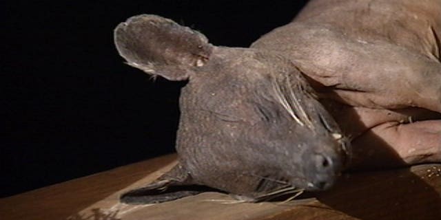 Has a mythical creature made its way to Kentucky? Some people seem to think so