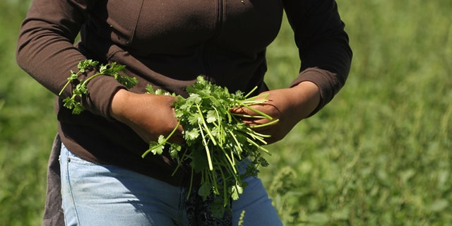 A migrant farm worker from Mexico harvests organic cilantro. (Photo by John Moore/Getty Images)