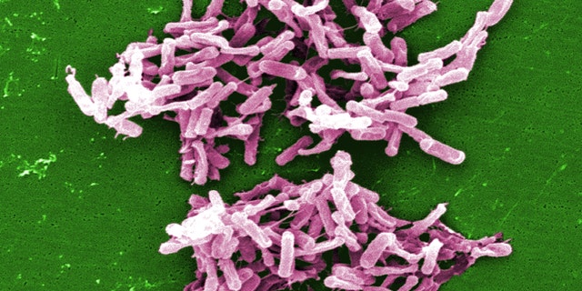 This micrograph depicts Gram-positive C. difficile bacteria from a stool sample culture.