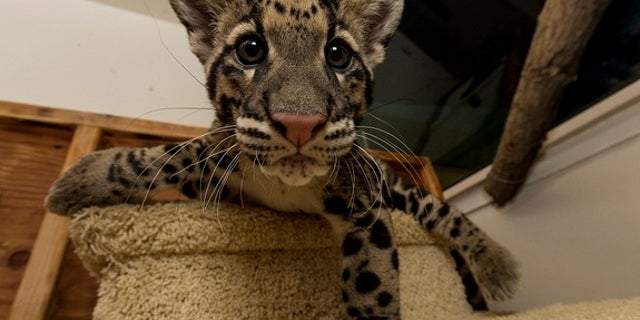 Baby leopards come to San Diego zoo | Fox News