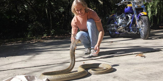 WESH reported that Mike Kennedy could face criminal penalties for not alerting authorities about the escaped snake right away.