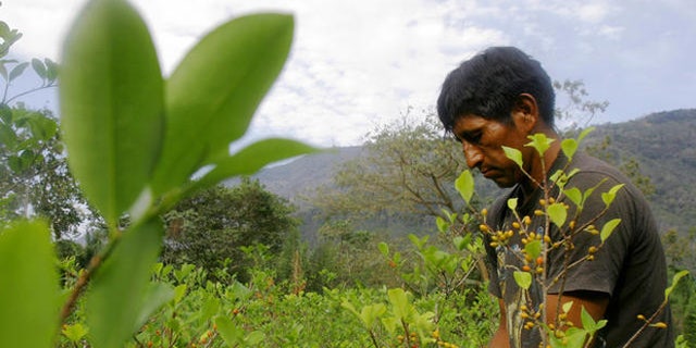 Freddy Pari, 40, picks coca seeds to sell on a street market in the village of La Asunta, some 200 km (124 miles) east of Bolivian capital La Paz. (AP Photo/Dado Galdieri)