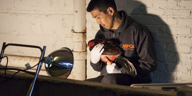 Ny Cockfighting Ring Raid Rescues Over 3000 Birds Fox News 