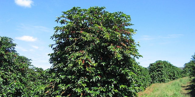 Coffee trees on a plantation in Brazil. The wild beans may be endangered by climate change, according to British botanists.