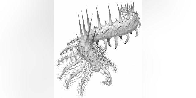 An illustration showing the many legs and spikes covering the early Cambrian creature, <i>Collinsium ciliosum</i>.