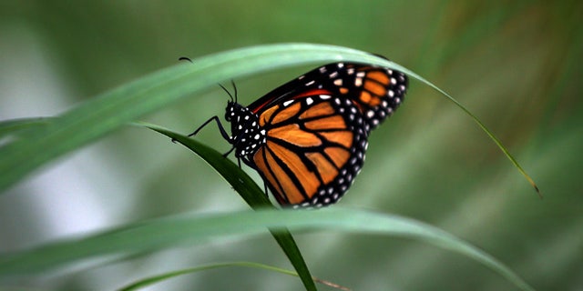 LONDON, ENGLAND - MARCH 31: A Large Tiger butterfly sits on a plant during a photocall to highlight the forthcoming 'Sensational Butterflies' exhibition at the Natural History Museum on March 31, 2015 in London, England. The exhibition will run from 2nd April to 13th September and features hundreds of tropical butterflies from around the world. (Photo by Carl Court/Getty Images)