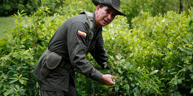 In this May 10, 2016 photo, a police officers picks coca leaves as he gives a tour of an experimental coca field at Los Pijaos police training base in San Luis, Colombia, where procedures and equipment are tested against coca growersÃ¢â¬â¢ ever-changing techniques. In the coming months, Colombia will quadruple to around 200 the number of eradication crews, each comprised of about two dozen civilians escorted by a much-larger security detail of sharpshooters, paramedics and land mine removal teams. After six straight years of declining or steady production, the amount of land under coca cultivation in Colombia began rising in 2014 and jumped 42 percent last year, according to the U.S. government.  (AP Photo/Fernando Vergara)