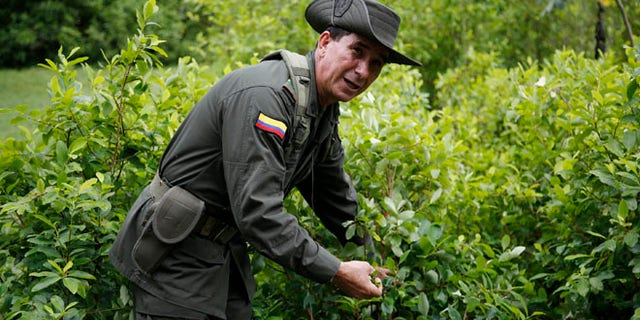 In this May 10, 2016 photo, a police officers picks coca leaves as he gives a tour of an experimental coca field at Los Pijaos police training base in San Luis, Colombia, where procedures and equipment are tested against coca growersââ¬â¢ ever-changing techniques. In the coming months, Colombia will quadruple to around 200 the number of eradication crews, each comprised of about two dozen civilians escorted by a much-larger security detail of sharpshooters, paramedics and land mine removal teams. After six straight years of declining or steady production, the amount of land under coca cultivation in Colombia began rising in 2014 and jumped 42 percent last year, according to the U.S. government. (AP Photo/Fernando Vergara)