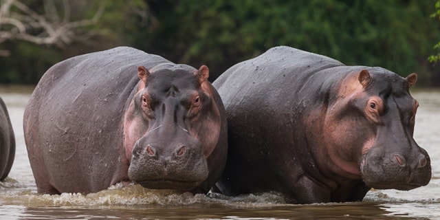 Recovering hippo populations close to the ICCN Ranger station on July 31, 2013 in Lulimibi, Lake Edward. (Photo by Brent Stirton/Getty Images for WWF-Canon)