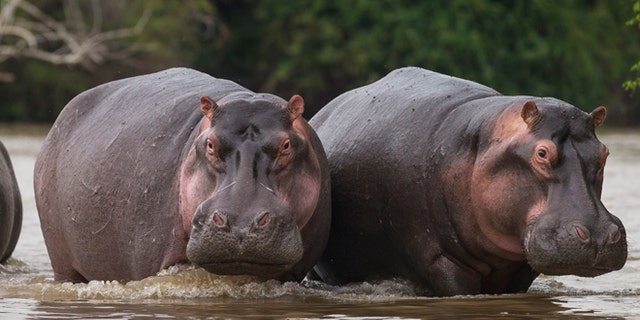 Récupération de groupes d'hippopotames près du poste des gardiens de l'ICCN le 31 juillet 2013 à Lulimibi, Lake Edward.  (Photo de Brent Stirton/Getty Images pour WWF-Canon)