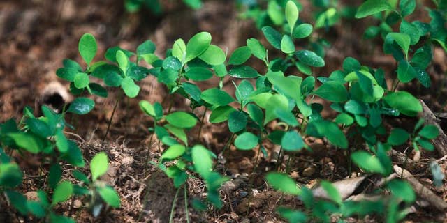 In this 2012 photo, coca plants grow in a seedbed next to a cocaine lab in Puerto Concordia in Colombia's southern Meta state.