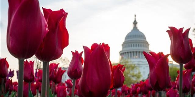 In this April 22, 2014, photo, tulips bloom in front of the Capitol in Washington. Congress gets back to work Monday, April 28, after a two-week vacation, and its looking like lawmakers will do what they do best: the bare minimum. Forget immigration, a tax overhaul, stiffer gun checks. Theyre all DOA. Raising the minimum wage or restoring lost unemployment benefits? Not going to happen. Forcing government approval of the Keystone XL pipeline? Veto bait. (AP Photo/J. David Ake)
