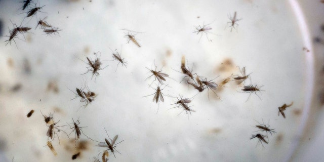 FILE - In this Feb. 11, 2016 file photo of aedes aegypti mosquitoes are seen in a mosquito cage at a laboratory in Cucuta, Colombia. Congress is ready to act on President Barack Obamas long-stalled request for emergency funds to combat the Zika virus, which has been linked to serious birth defects and other major health problems. Obama requested $1.9 billion three months ago for several purposes, including creating a vaccine for the disease, taking steps to control the mosquitoes that spread Zika and helping other countries battle the virus. (AP Photo/Ricardo Mazalan, File)