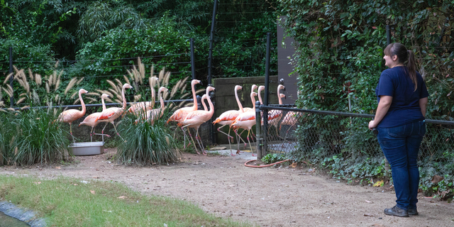 This photo made available by the North Carolina Zoo in Asheboro, N.C., shows a zoo employee watching as flamingos are ushered to a concrete shelter in advance of Hurricane Florence, Thursday, Sept. 13, 2018. (Diane Villa/North Carolina Zoo via AP)