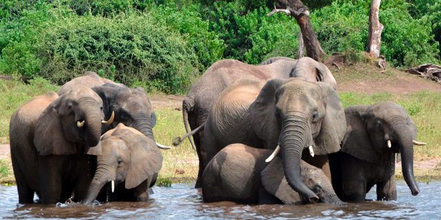 Close to 90 elephants have been found dead near a wildlife sanctuary in Botswana, according to conservationists, as the gentle giants are increasingly being threatened by poachers.