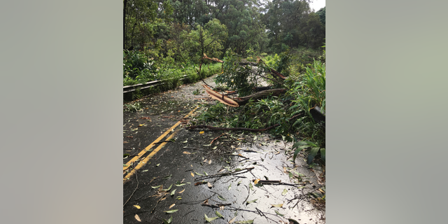 This photo provided by the Hawaii Department of Transportation shows tree limbs that have blocked the Hana Highway near Hana on the island of Maui Wednesday, Sept. 12, 2018. Maui was hit with heavy rain and powerful winds Wednesday as a gradually weakening tropical storm neared Hawaii, with forecasters predicting Tropical Storm Olivia could dump 5 to 10 inches (12 to 25 centimeters) of rain. Some places could get as much as 15 inches (38 centimeters). (Hawaii Department of Transportation via AP)