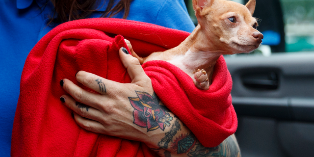Laura Gretch, Humane Rescue Alliance transport manager, holds Frances, an 8-year-old Chihuahua mix who is one of the 26 cats and dogs arriving at Humane Rescue Alliance in Washington, Tuesday, Sept. 11, 2018, from Norfolk Animal Care and Control of Norfolk, Va., in advance of Hurricane Florence. People aren't the only ones evacuating to get out of the path of Hurricane Florence. The dogs and cats will all be available for adoption.(AP Photo/Carolyn Kaster)