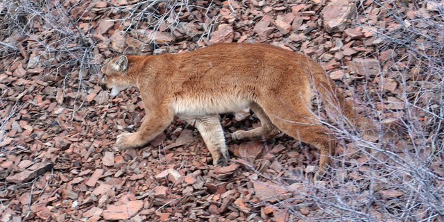 FILE - This March 8, 2006, file photo provided by the Oregon Department of Fish and Wildlife shows a cougar in the Beulah Wildlife Management Unit in Oregon's Malheur County. Oregon authorities say a dead hiker whose body was recovered this week was likely killed by a cougar, marking the first verified fatal attack by a wild cougar in the state and the second in the Pacific Northwest this year. Search and rescue teams found the body of Diana Bober, 55, on Monday, Sept. 10, 2018, off a trail in the Mount Hood National Forest in Welches, Ore. (Brian Wolfer/Oregon Department of Fish and Wildlife via AP, File)