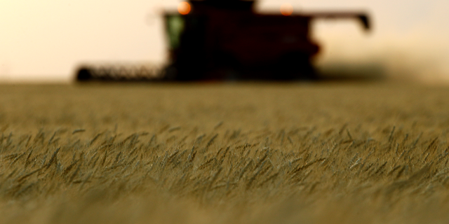 FILE- In this June 15, 2018, file photo, winter wheat is harvested in a field farmed by Dalton and Carson North near McCracken, Kan. On Wednesday, Sept. 12, the Labor Department reports on U.S. producer price inflation in August. (AP Photo/Charlie Riedel, File)