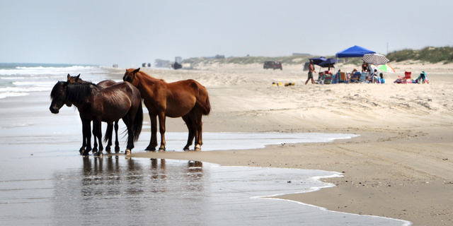 FILE - In this July 25, 2011, file photo, a group of wild horses cools off in the ocean breeze on the beach in Corolla, N.C. As North Carolina braces for Hurricane Florence, some tourists and residents are worried about the famous wild horses that roam the Outer Banks. But Sue Stuska, a wildlife biologist based at Cape Lookout National Seashore, said the horses instinctively know what to do in a storm. (AP Photo/Virginian-Pilot, Steve Earley, File)