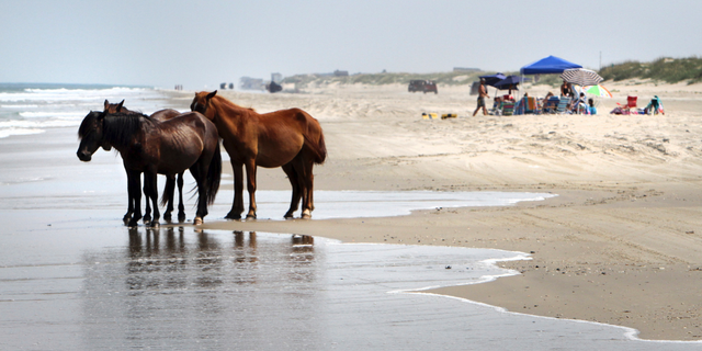 FILE - In this July 25, 2011, file photo, a group of wild horses cools off in the ocean breeze on the beach in Corolla, N.C. As North Carolina braces for Hurricane Florence, some tourists and residents are worried about the famous wild horses that roam the Outer Banks. But Sue Stuska, a wildlife biologist based at Cape Lookout National Seashore, said the horses instinctively know what to do in a storm. (AP Photo/Virginian-Pilot, Steve Earley, File)